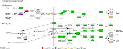 Corrigendum: Chromosome-Level Genome Assembly Reveals Signifificant Gene Expansion in the Toll and IMD Signaling Pathways of Dendrolimus kikuchii